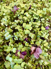 Load image into Gallery viewer, Microgreens, Mighty Mix 2oz