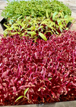 Load image into Gallery viewer, Microgreens, Mighty Mix 2oz