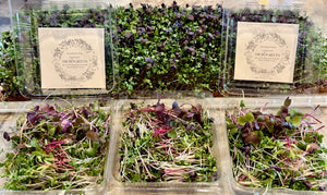 Microgreens, Mighty Mix 2oz