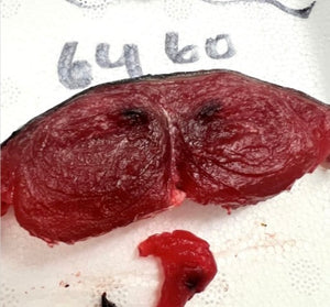 Fresh Tuna, Sushi Quality #1 Bluefin $19.99/lb