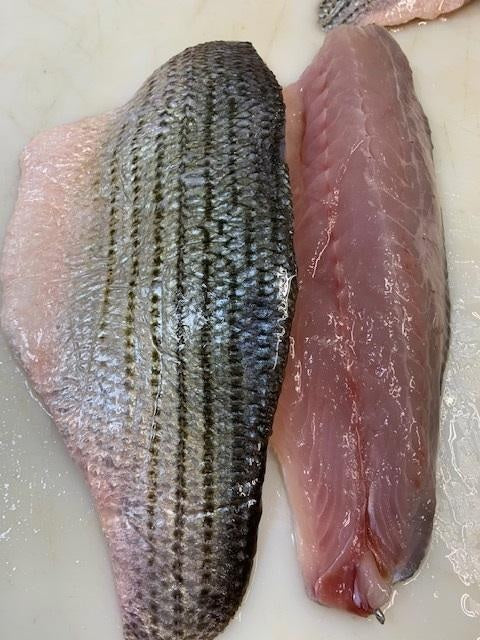 Fresh Wild Striped Bass Fillets $18.99/lb
